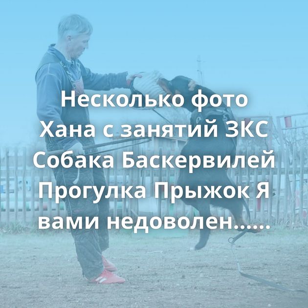 Несколько фото Хана с занятий ЗКС Собака Баскервилей Прогулка Прыжок Я вами недоволен... Зачем ты…