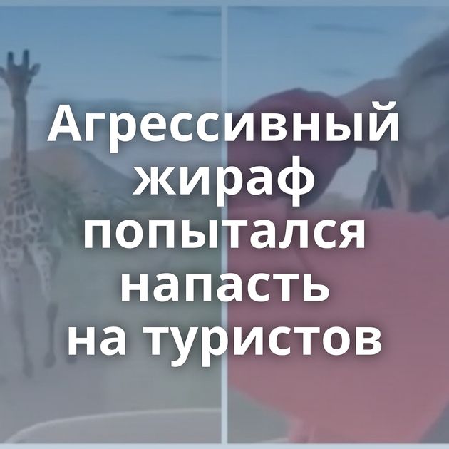 Агрессивный жираф попытался напасть на туристов