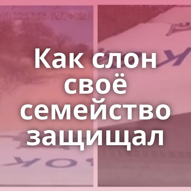 Как слон своё семейство защищал