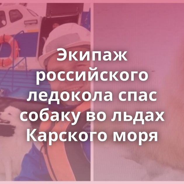 Экипаж российского ледокола спас собаку во льдах Карского моря