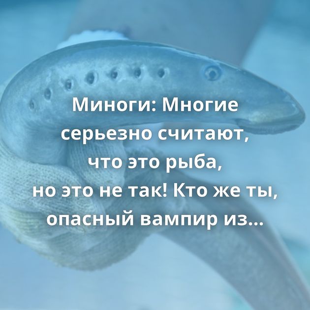 Миноги: Многие серьезно считают, что это рыба, но это не так! Кто же ты, опасный вампир из наших рек?