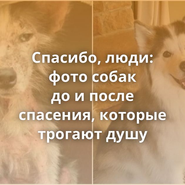 Спасибо, люди: фото собак до и после спасения, которые трогают душу