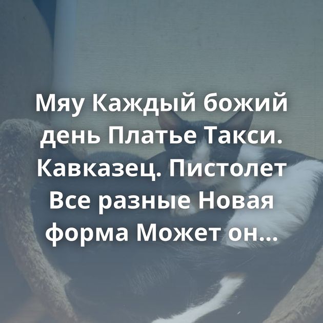 Мяу Каждый божий день Платье Такси. Кавказец. Пистолет Все разные Новая форма Может он переходящий, как…