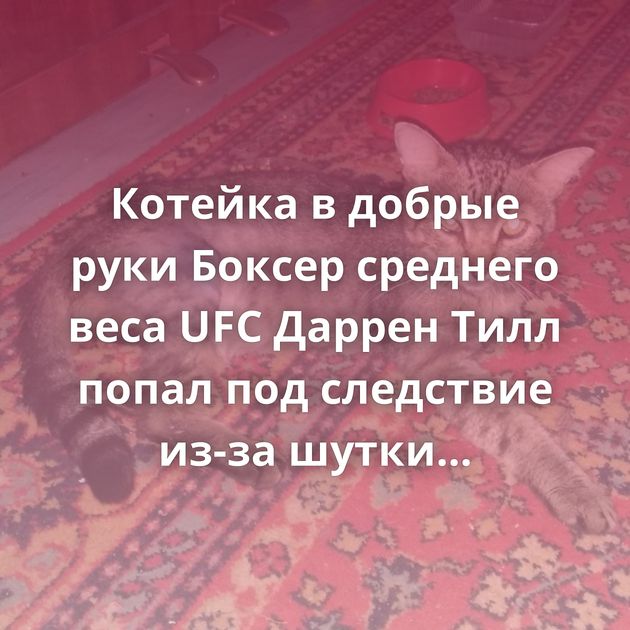 Котейка в добрые руки Боксер среднего веса UFC Даррен Тилл попал под следствие из-за шутки про…