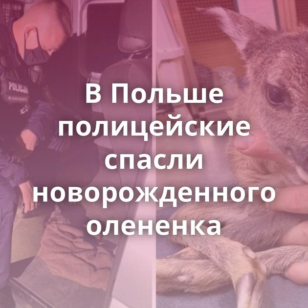 В Польше полицейские спасли новорожденного олененка