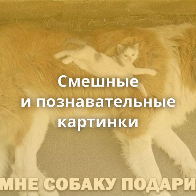 Смешные и познавательные картинки