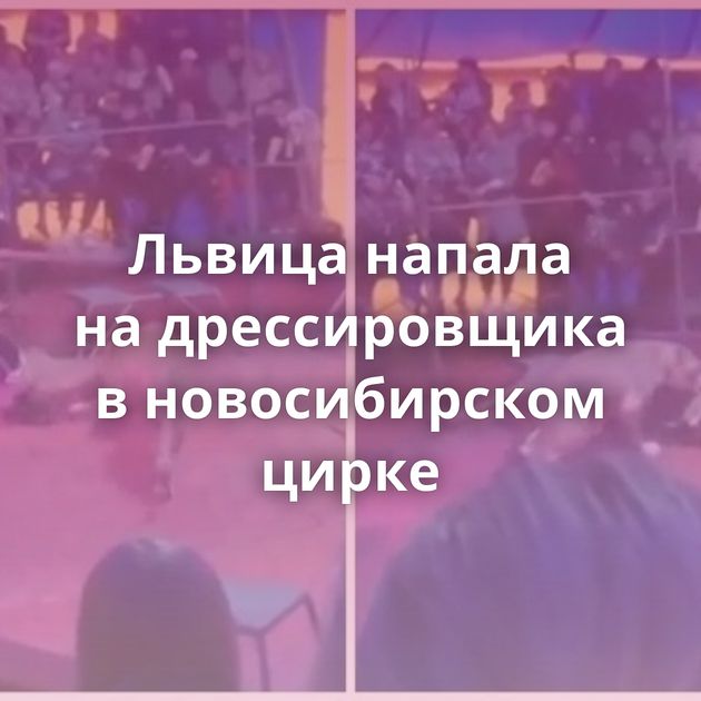 Львица напала на дрессировщика в новосибирском цирке