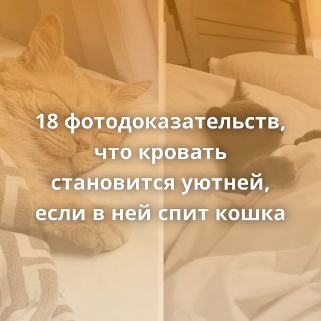 18 фотодоказательств, что кровать становится уютней, если в ней спит кошка