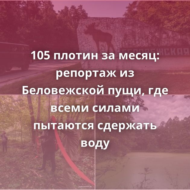 105 плотин за месяц: репортаж из Беловежской пущи, где всеми силами пытаются сдержать воду