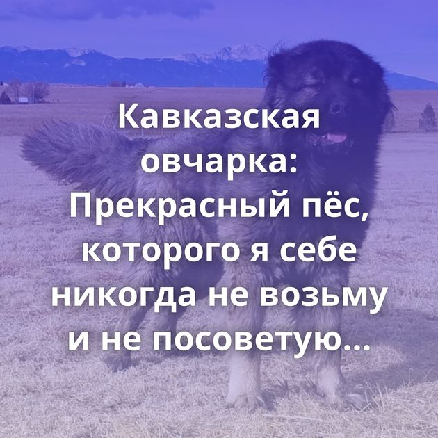 Кавказская овчарка: Прекрасный пёс, которого я себе никогда не возьму и не посоветую другим