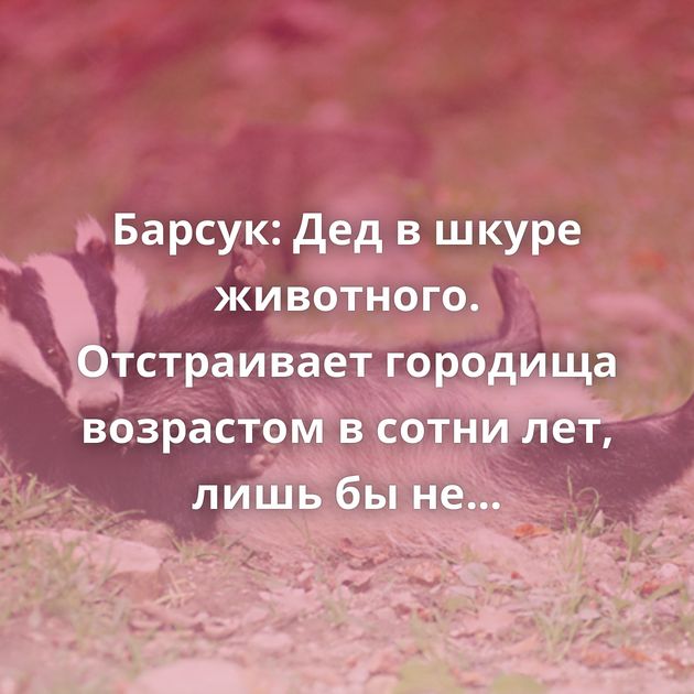 Барсук: Дед в шкуре животного. Отстраивает городища возрастом в сотни лет, лишь бы не встречаться…