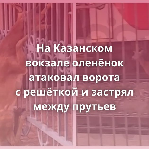 На Казанском вокзале оленёнок атаковал ворота с решёткой и застрял между прутьев