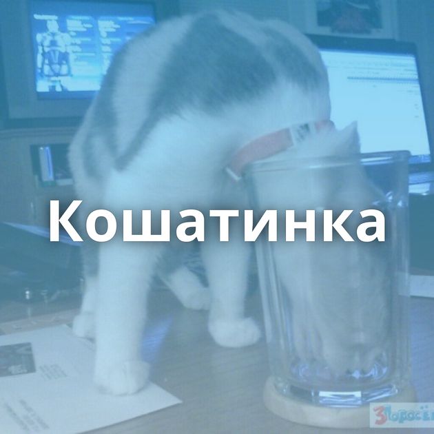 Кошатинка