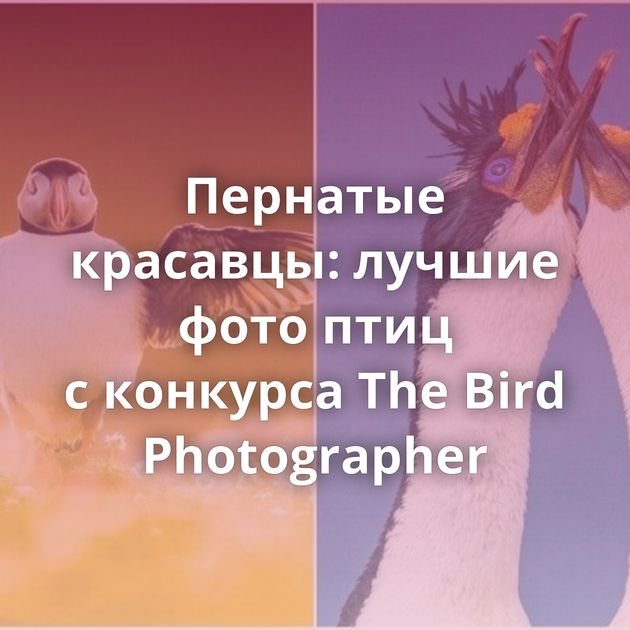 Пернатые красавцы: лучшие фото птиц с конкурса The Bird Photographer