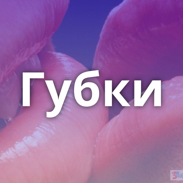 Губки