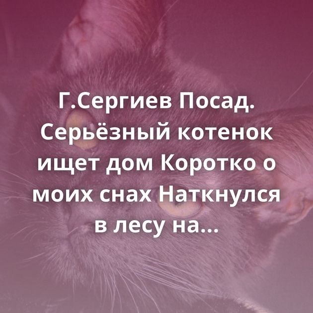 Г.Сергиев Посад. Серьёзный котенок ищет дом Коротко о моих снах Наткнулся в лесу на ловушки из тонкой…