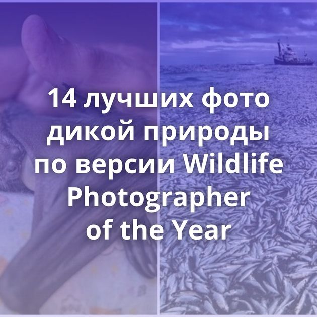 14 лучших фото дикой природы по версии Wildlife Photographer of the Year