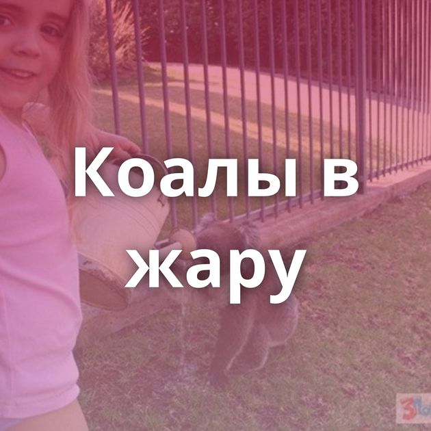 Коалы в жару