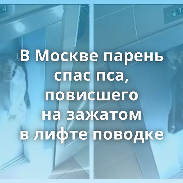В Москве парень спас пса, повисшего на зажатом в лифте поводке