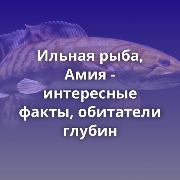 Ильная рыба, Амия - интересные факты, обитатели глубин