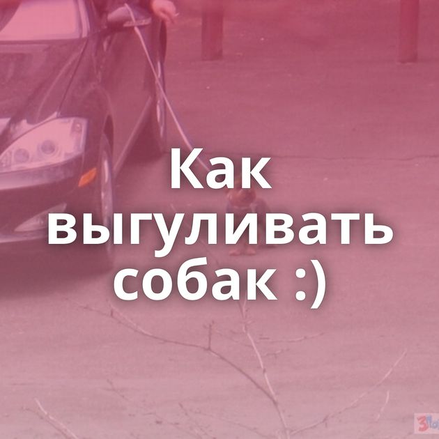 Как выгуливать собак :)