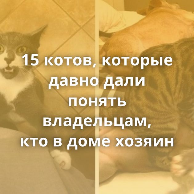 15 котов, которые давно дали понять владельцам, кто в доме хозяин
