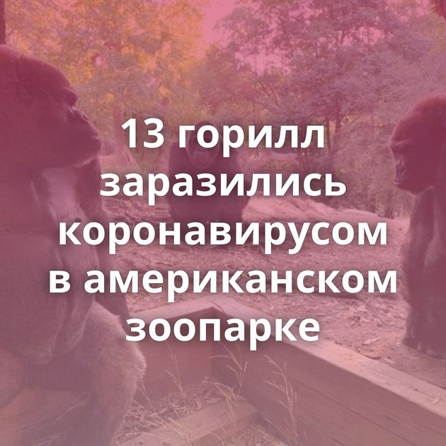 13 горилл заразились коронавирусом в американском зоопарке