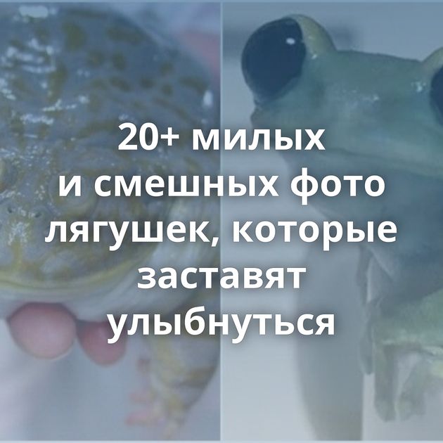 20+ милых и смешных фото лягушек, которые заставят улыбнуться