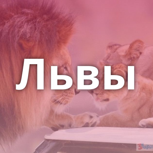 Львы