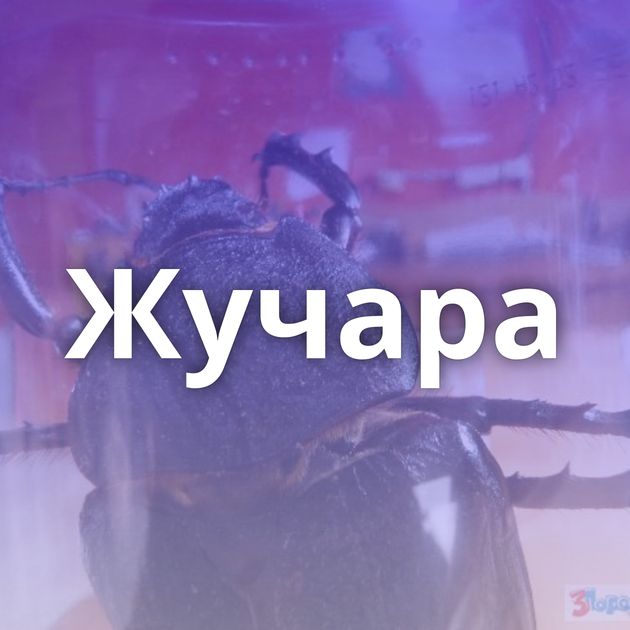 Жучара