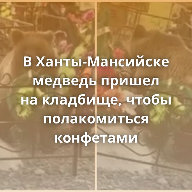 В Ханты-Мансийске медведь пришел на кладбище, чтобы полакомиться конфетами