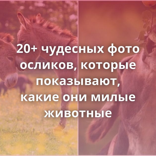 20+ чудесных фото осликов, которые показывают, какие они милые животные