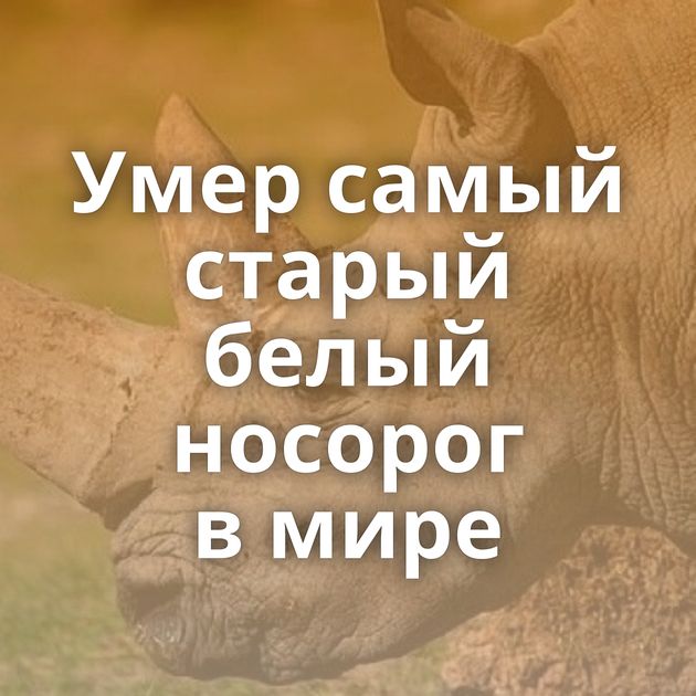 Умер самый старый белый носорог в мире