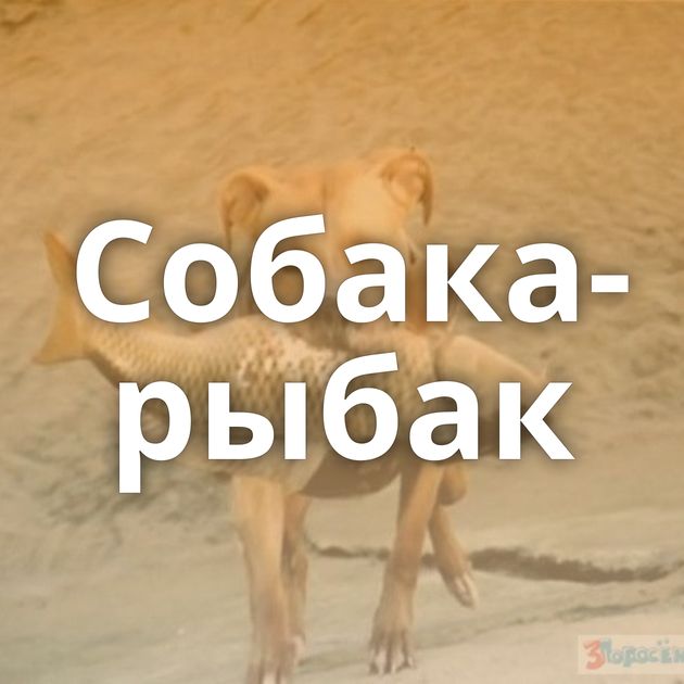 Собака-рыбак