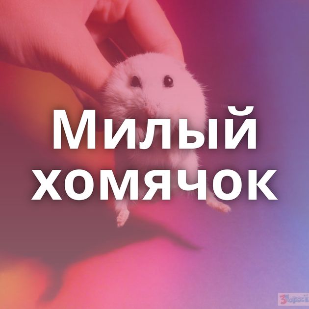 Милый хомячок