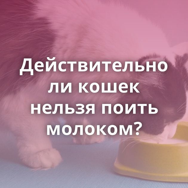 Действительно ли кошек нельзя поить молоком?