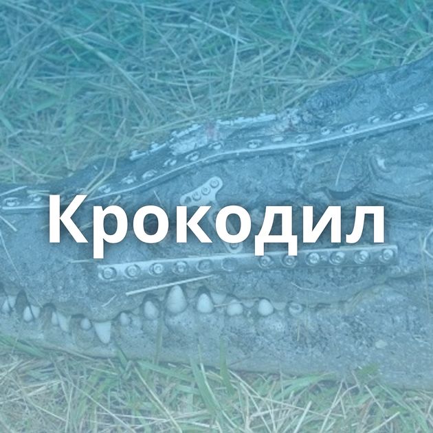 Крокодил