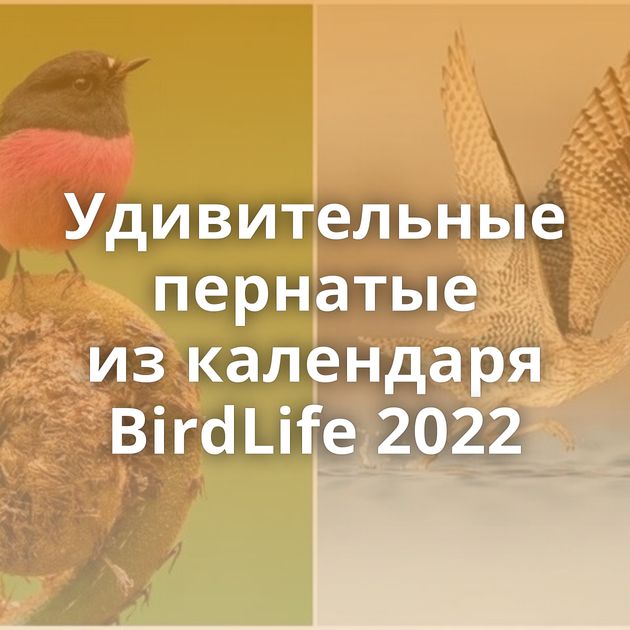 Удивительные пернатые из календаря BirdLife 2022