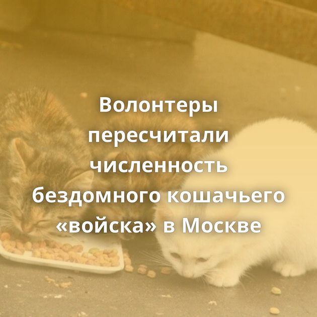 Волонтеры пересчитали численность бездомного кошачьего «войска» в Москве