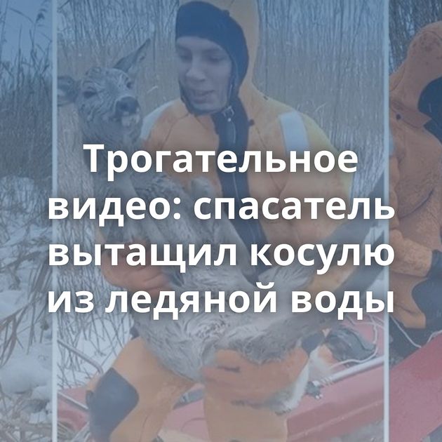 Трогательное видео: спасатель вытащил косулю из ледяной воды
