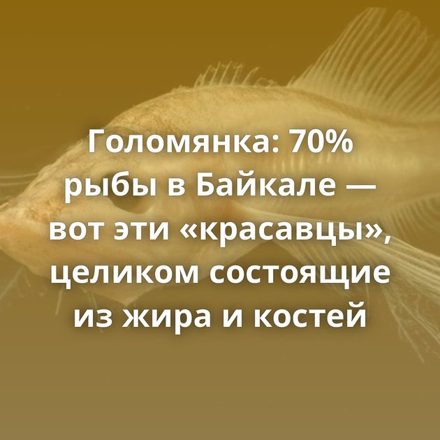Голомянка: 70% рыбы в Байкале — вот эти «красавцы», целиком состоящие из жира и костей
