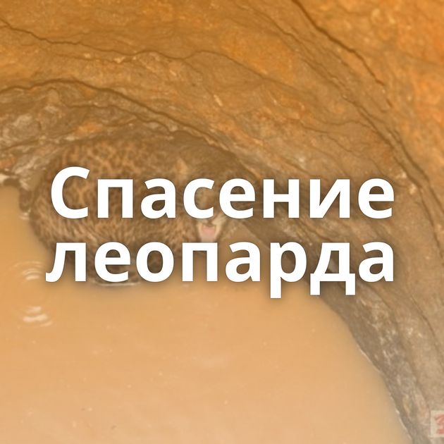 Спасение леопарда