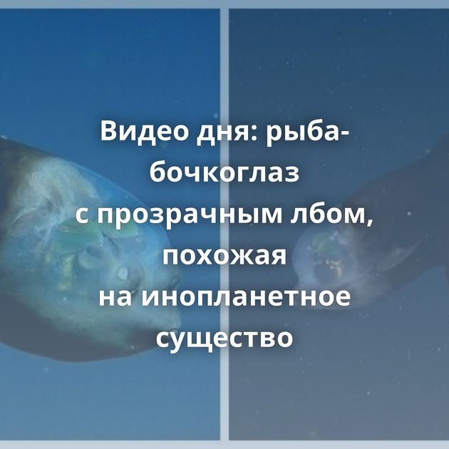 Видео дня: рыба-бочкоглаз с прозрачным лбом, похожая на инопланетное существо