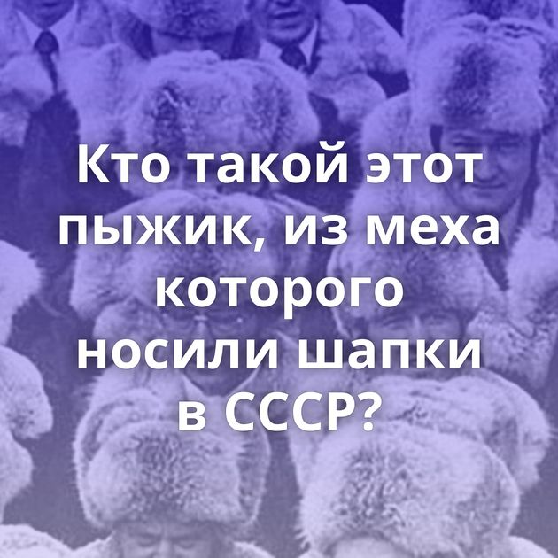 Кто такой этот пыжик, из меха которого носили шапки в СССР?