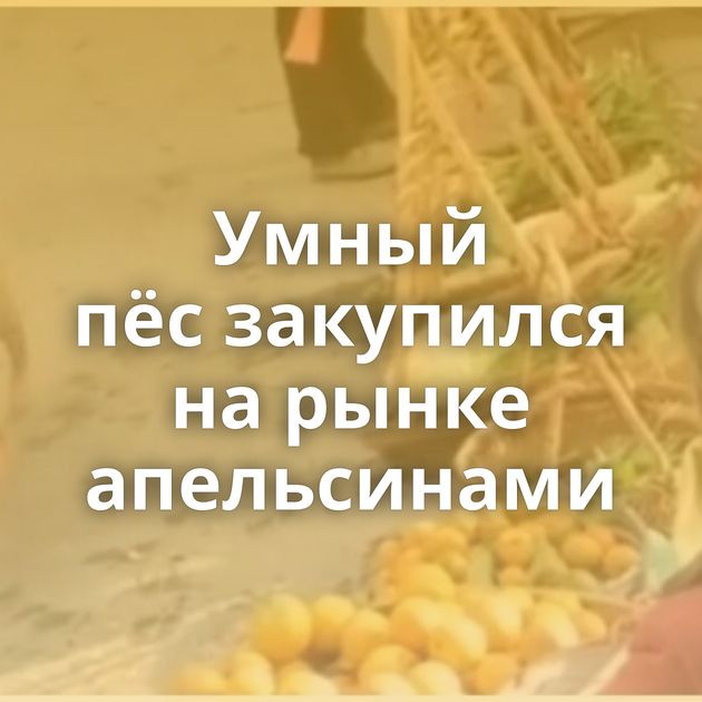 Умный пёс закупился на рынке апельсинами