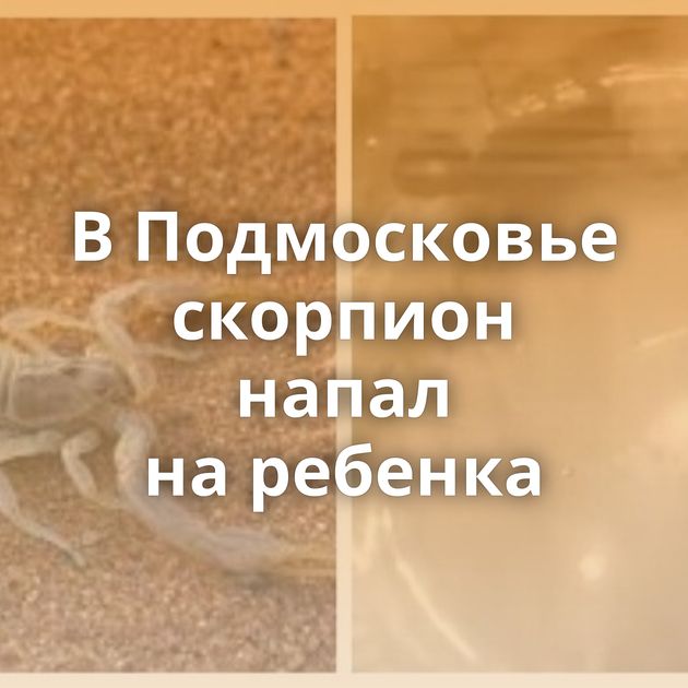 В Подмосковье скорпион напал на ребенка