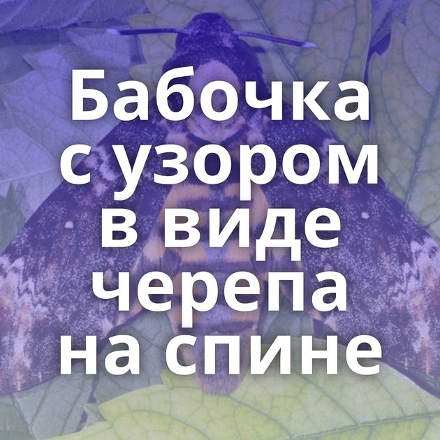Бабочка с узором в виде черепа на спине