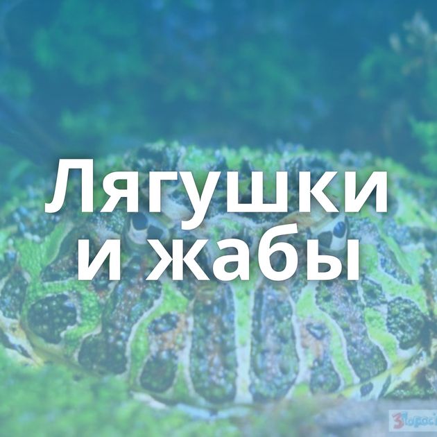 Лягушки и жабы