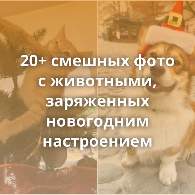 20+ смешных фото с животными, заряженных новогодним настроением
