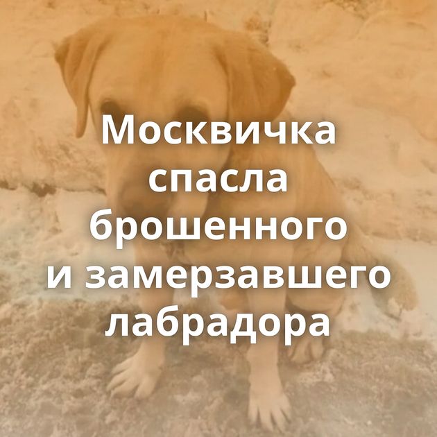Москвичка спасла брошенного и замерзавшего лабрадора